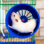 Best Tunnels & Wheels for Your Pet Hamster and Rats