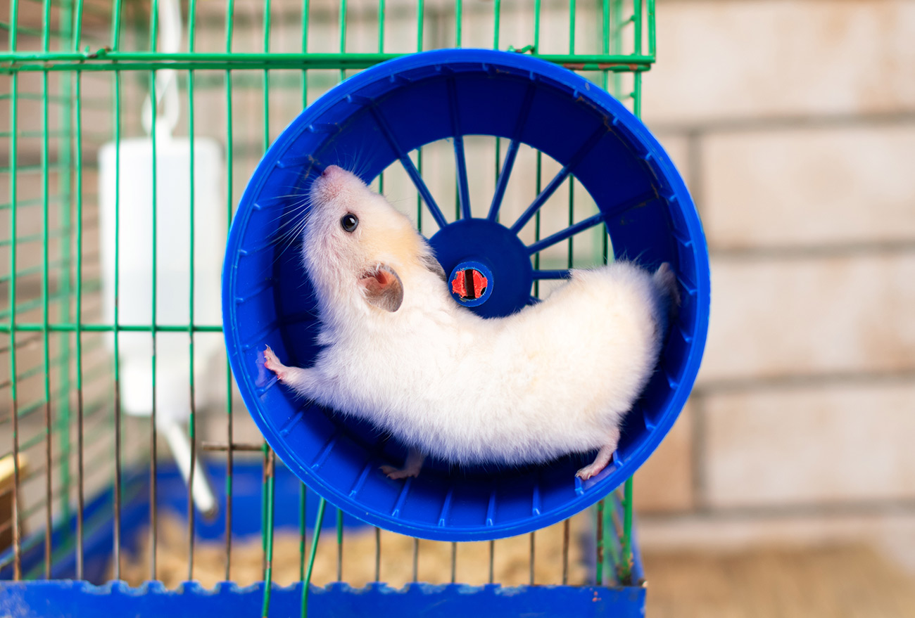 Best Tunnels & Wheels for Your Pet Hamster and Rats