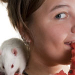 PET RATS VS WILD RATS