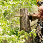 Tree Removal: When, Why, and How It's Done Safely