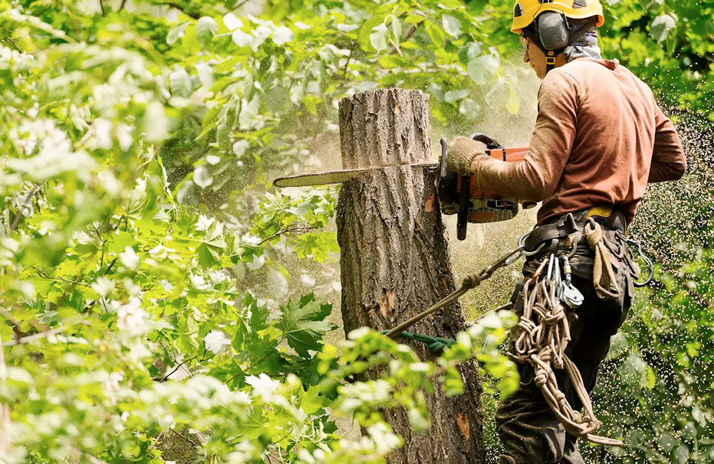 Tree Removal: When, Why, and How It’s Done Safely
